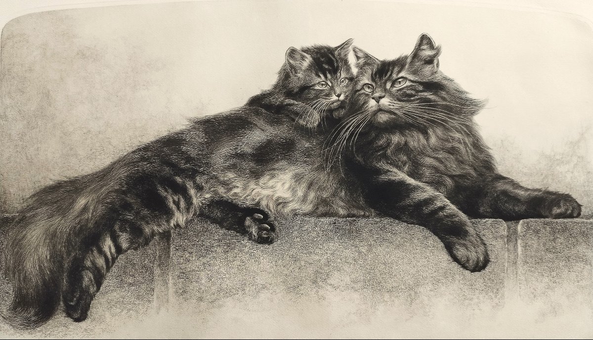 Chatte et son chaton gravure  par Charles Jean Renaud 20ème-photo-3