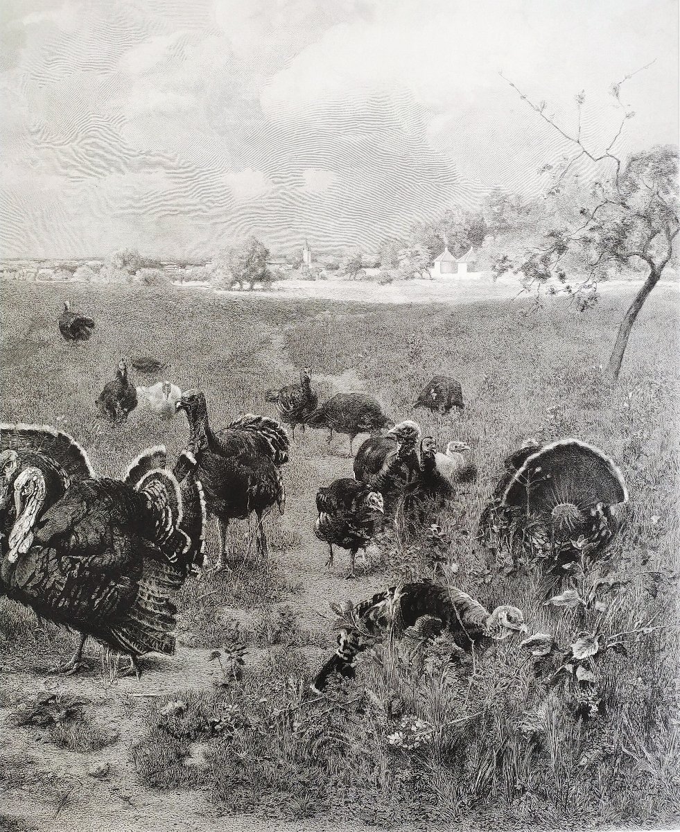 Grande Gravure 19ème  Fillettes et Dindons -photo-4