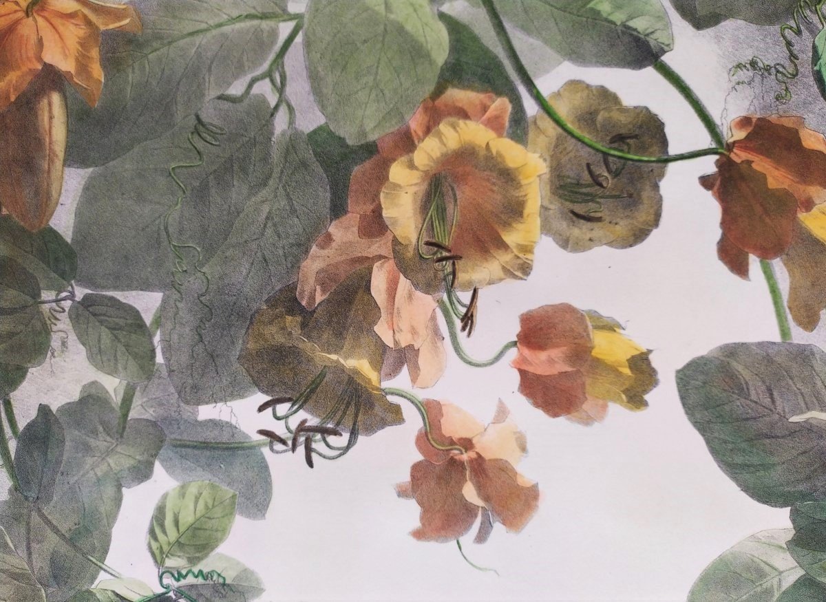 19th Century Watercolor Flower Lithograph-photo-2