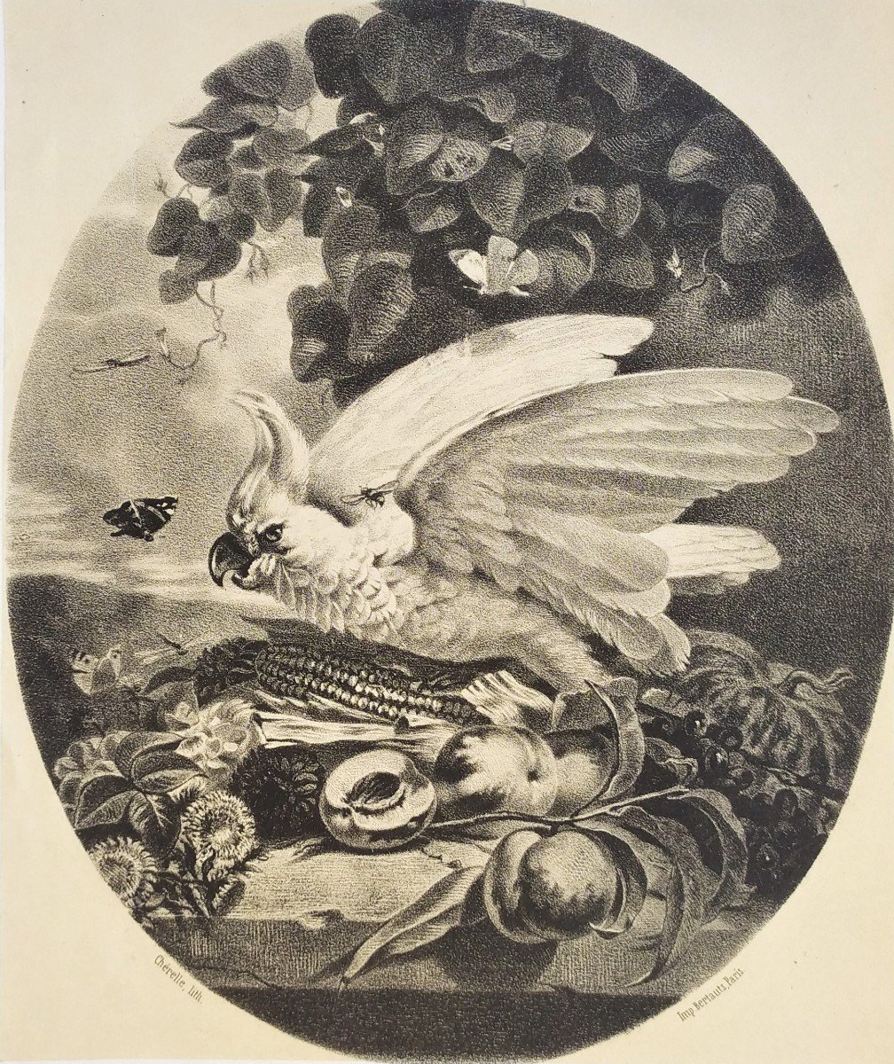 Parrot Lithograph 19th C