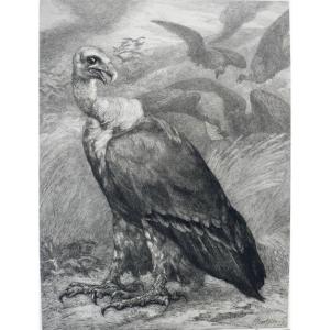 Vulture Etching The Birds By Bracquemont