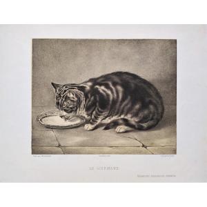 Tabby Cat Lithograph 19th C Old Print