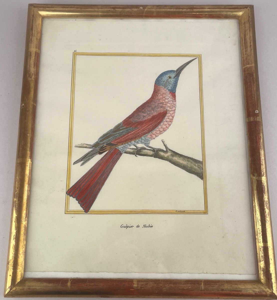 Martinet François-nicolas. Engraving Representing An Exotic Bird-photo-2