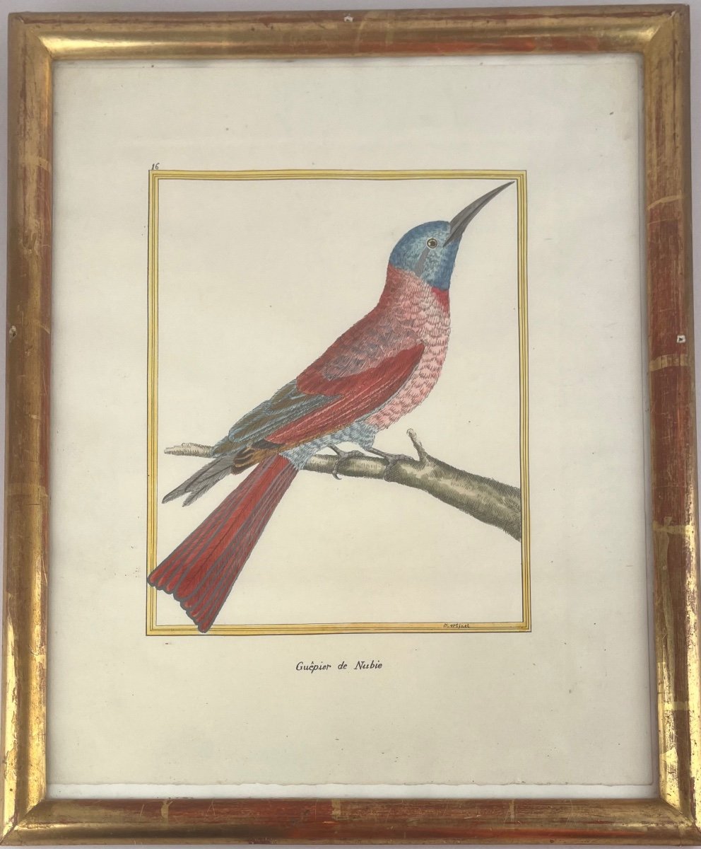 Martinet François-nicolas. Engraving Representing An Exotic Bird