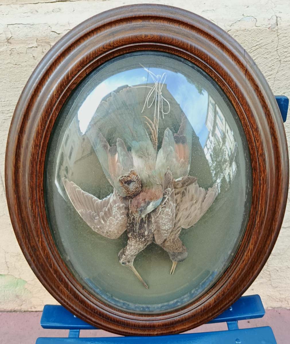 Paire de trophés d'oiseaux sous verres bombés XIX-photo-2