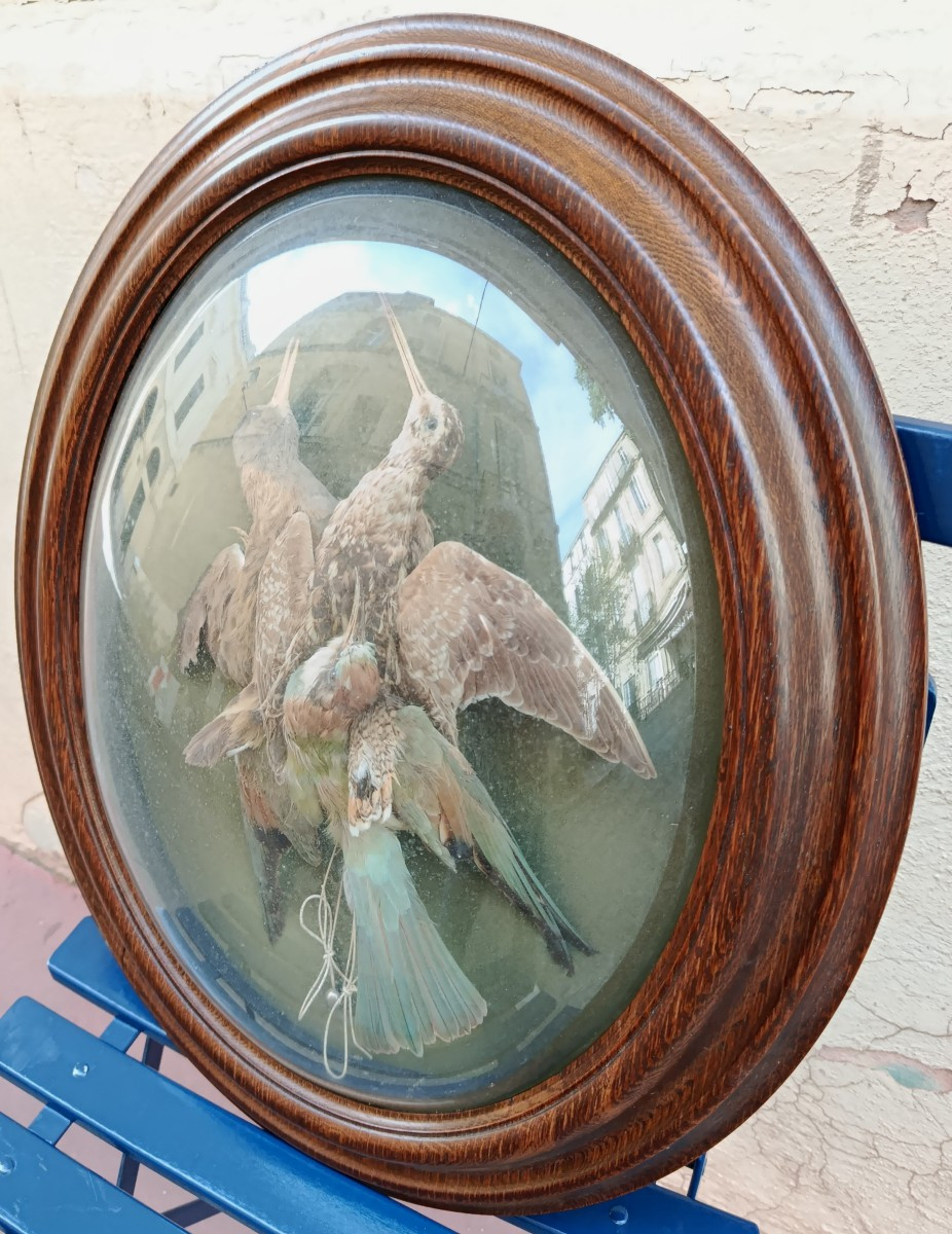 Paire de trophés d'oiseaux sous verres bombés XIX-photo-3