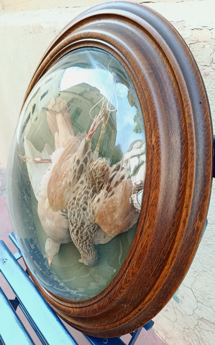 Paire de trophés d'oiseaux sous verres bombés XIX-photo-4