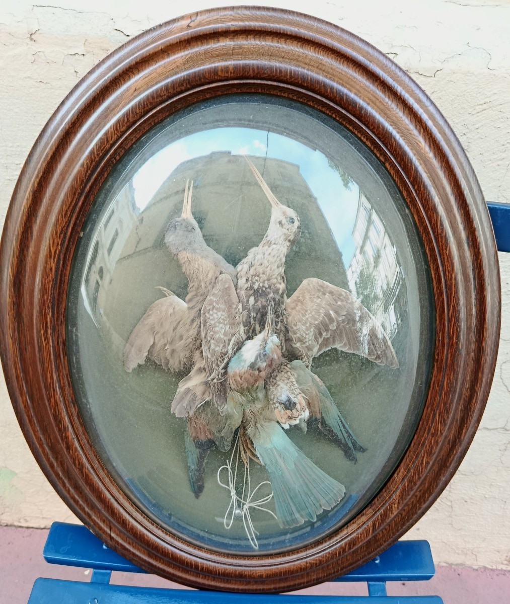 Paire de trophés d'oiseaux sous verres bombés XIX-photo-4