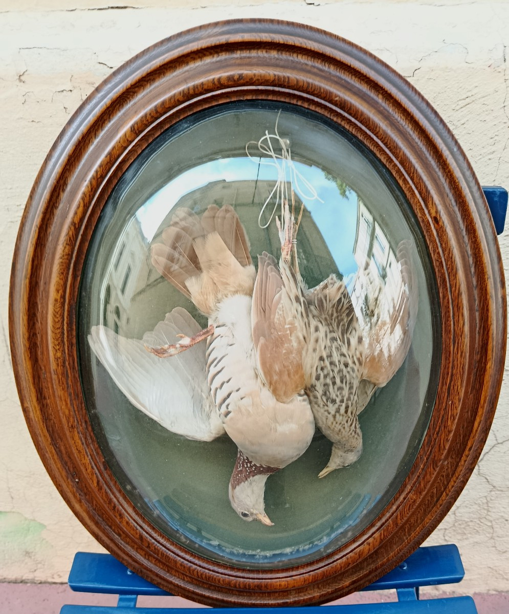 Paire de trophés d'oiseaux sous verres bombés XIX