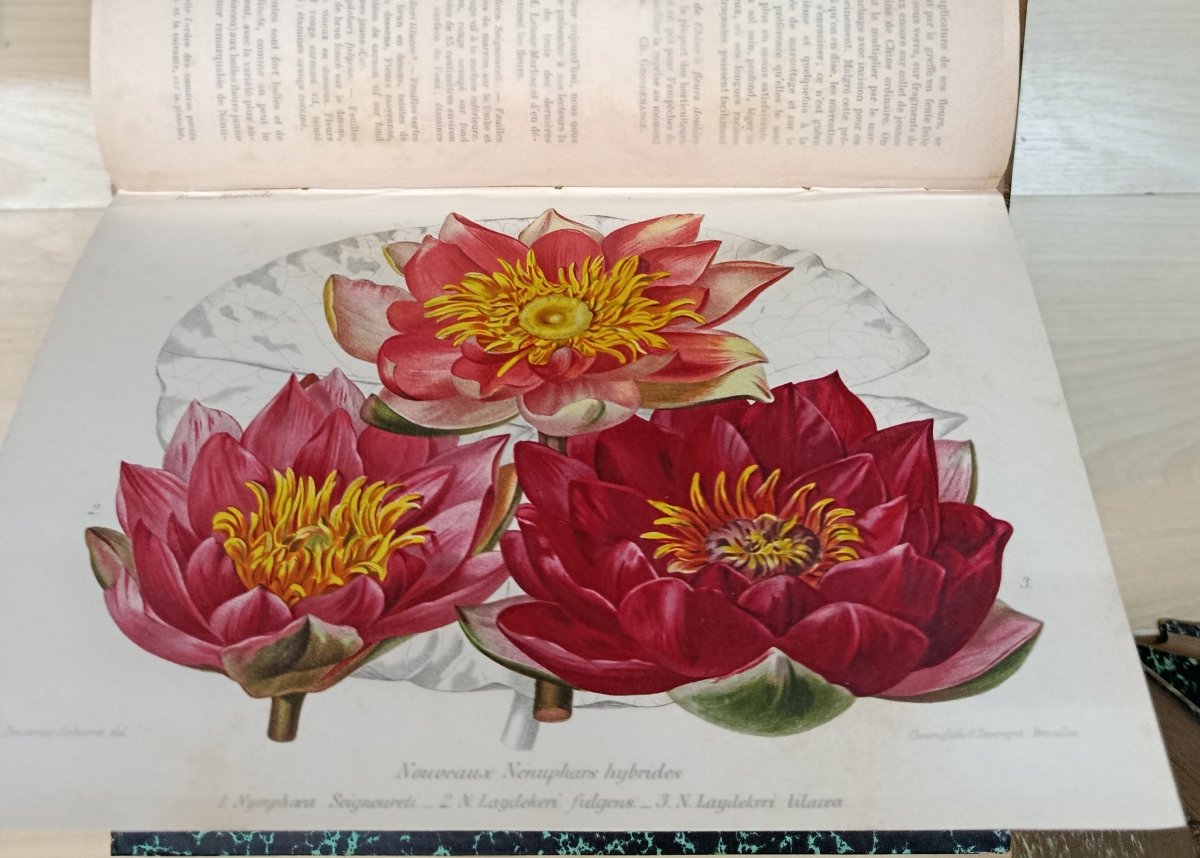 La Revue Horticole de 1889 à 1906 soit 18 livres à 120 euros pièce-photo-4