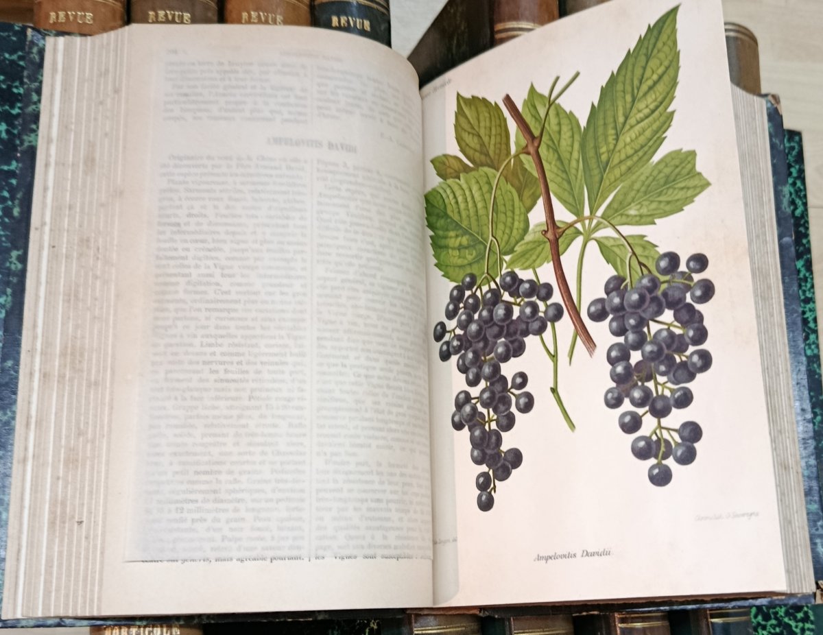 La Revue Horticole de 1889 à 1906 soit 18 livres à 120 euros pièce-photo-5