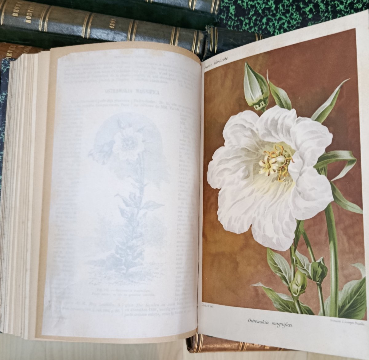 La Revue Horticole de 1889 à 1906 soit 18 livres à 120 euros pièce-photo-6