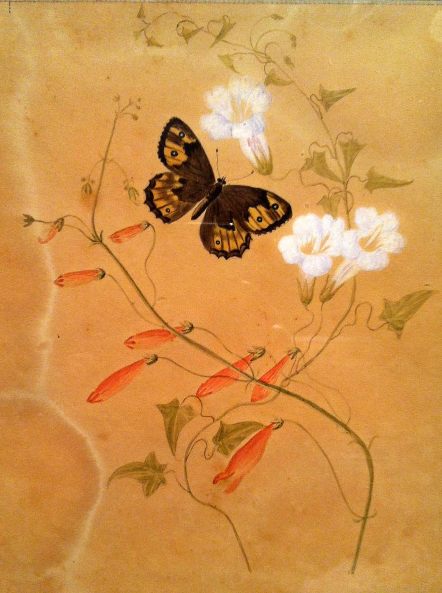  "ancolies Et Papillons" - Maria Van Os (1779-1862)-photo-1