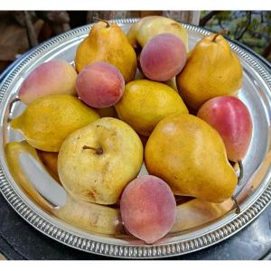 12 fruits décoratifs en composition années 50