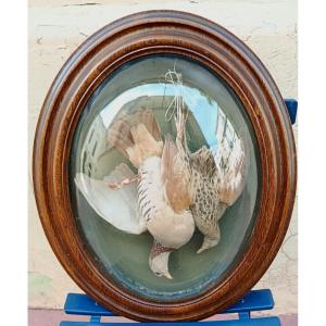 Paire de trophés d'oiseaux sous verres bombés XIX