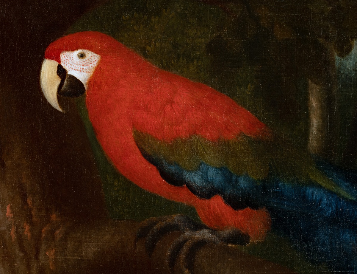 Ara rouge dans un paysage du Brésil. Albert Eckhout (1607-12 – 1665) Attri-photo-2
