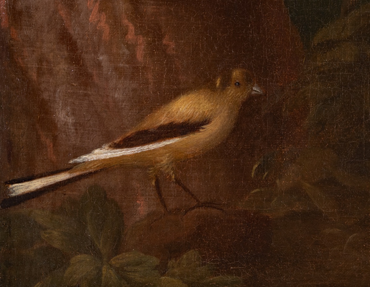 Ara rouge dans un paysage du Brésil. Albert Eckhout (1607-12 – 1665) Attri-photo-3
