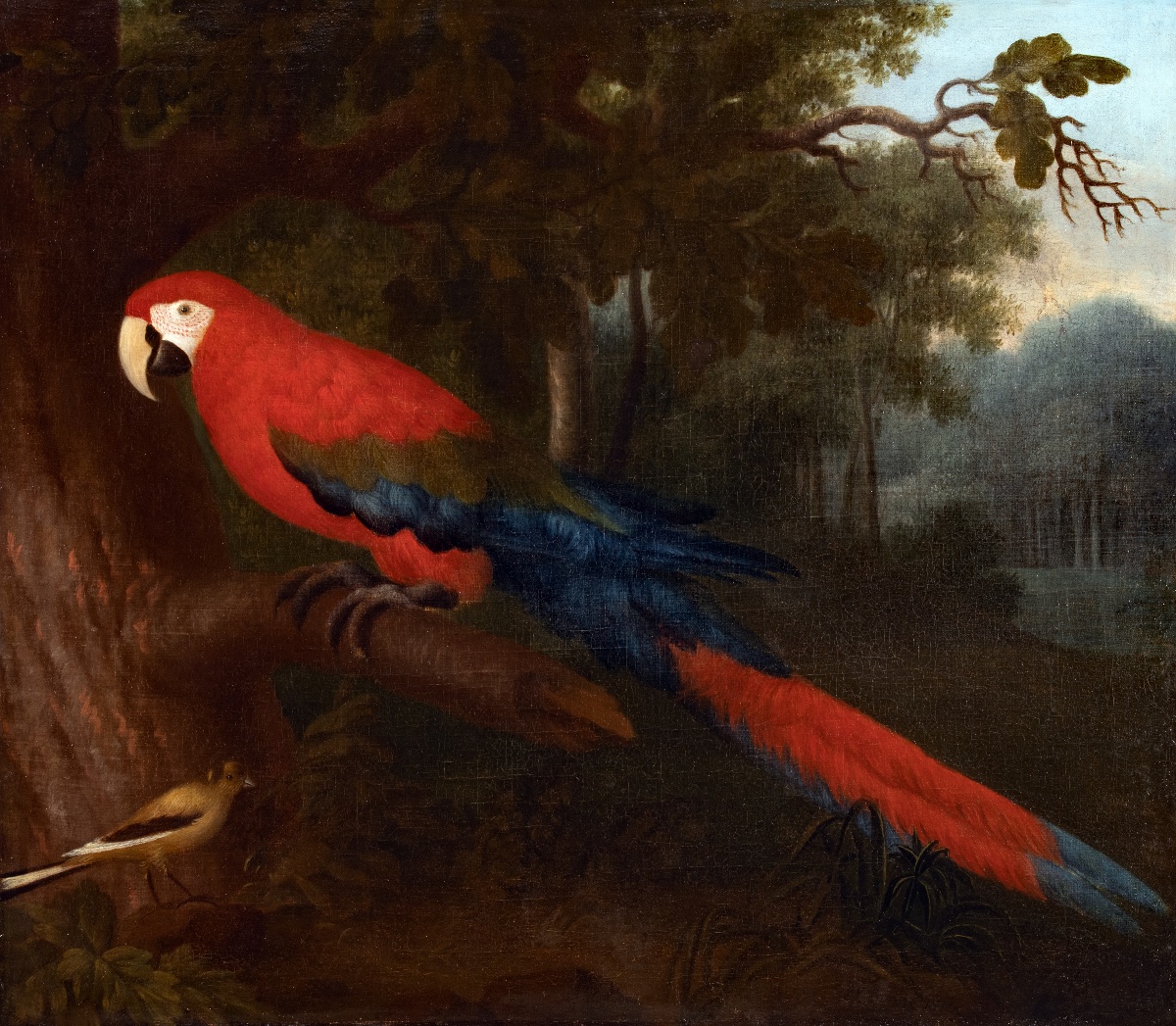 Ara rouge dans un paysage du Brésil. Albert Eckhout (1607-12 – 1665) Attri-photo-4