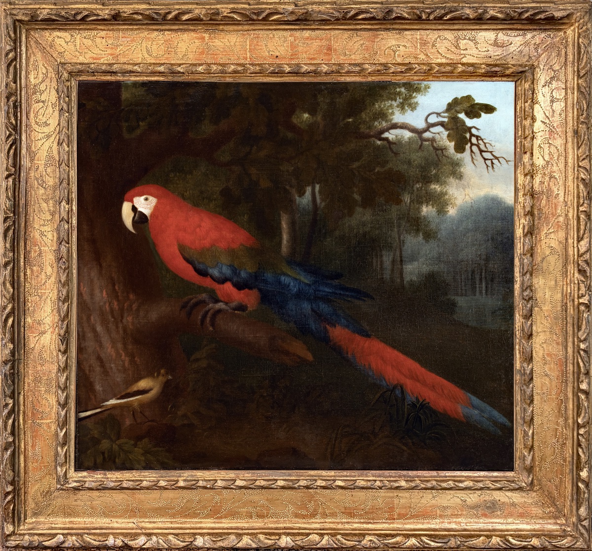 Ara rouge dans un paysage du Brésil. Albert Eckhout (1607-12 – 1665) Attri