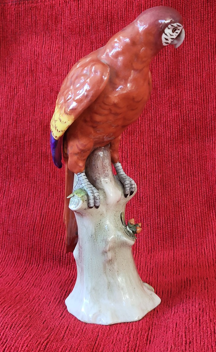 Perroquet porcelaine Capodimonte  XIXe -photo-2