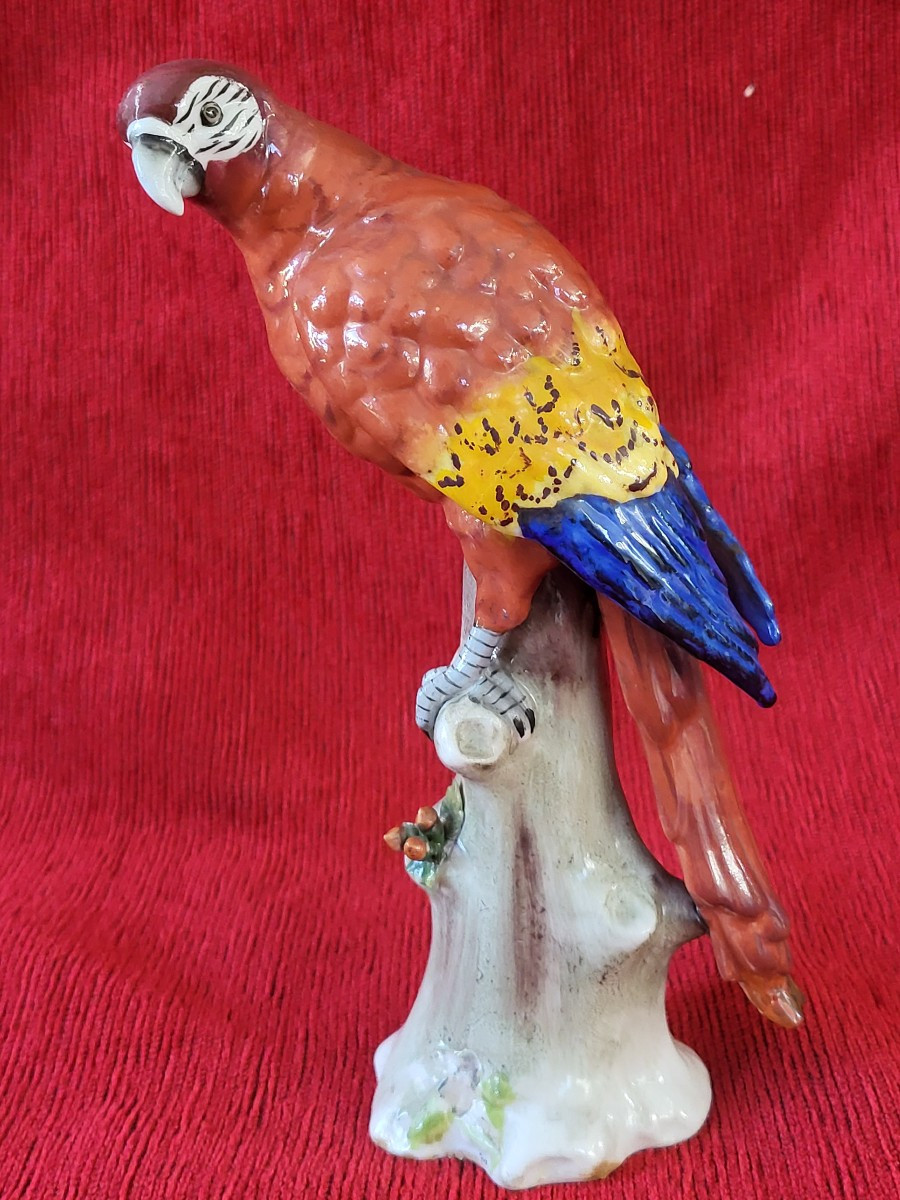 Perroquet porcelaine Capodimonte  XIXe -photo-3