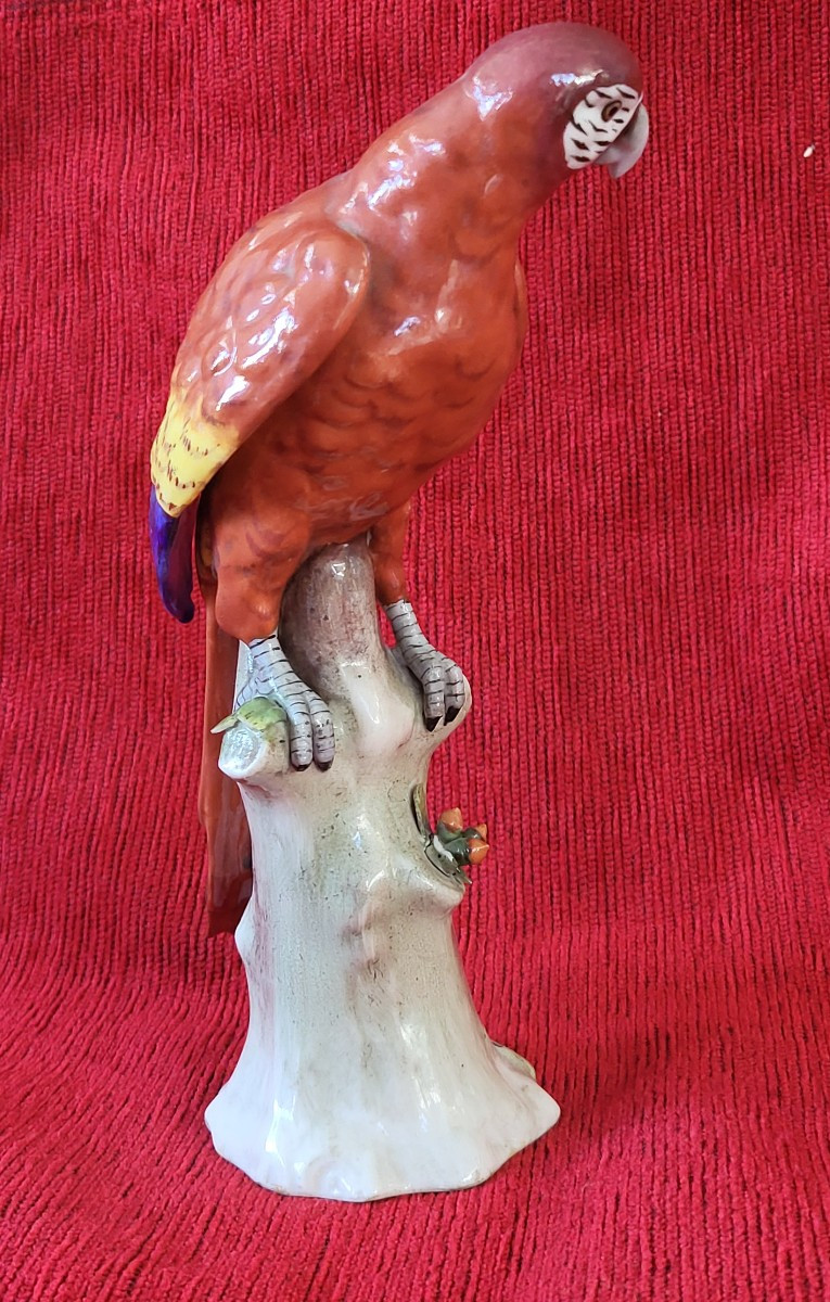 Perroquet porcelaine Capodimonte  XIXe -photo-5