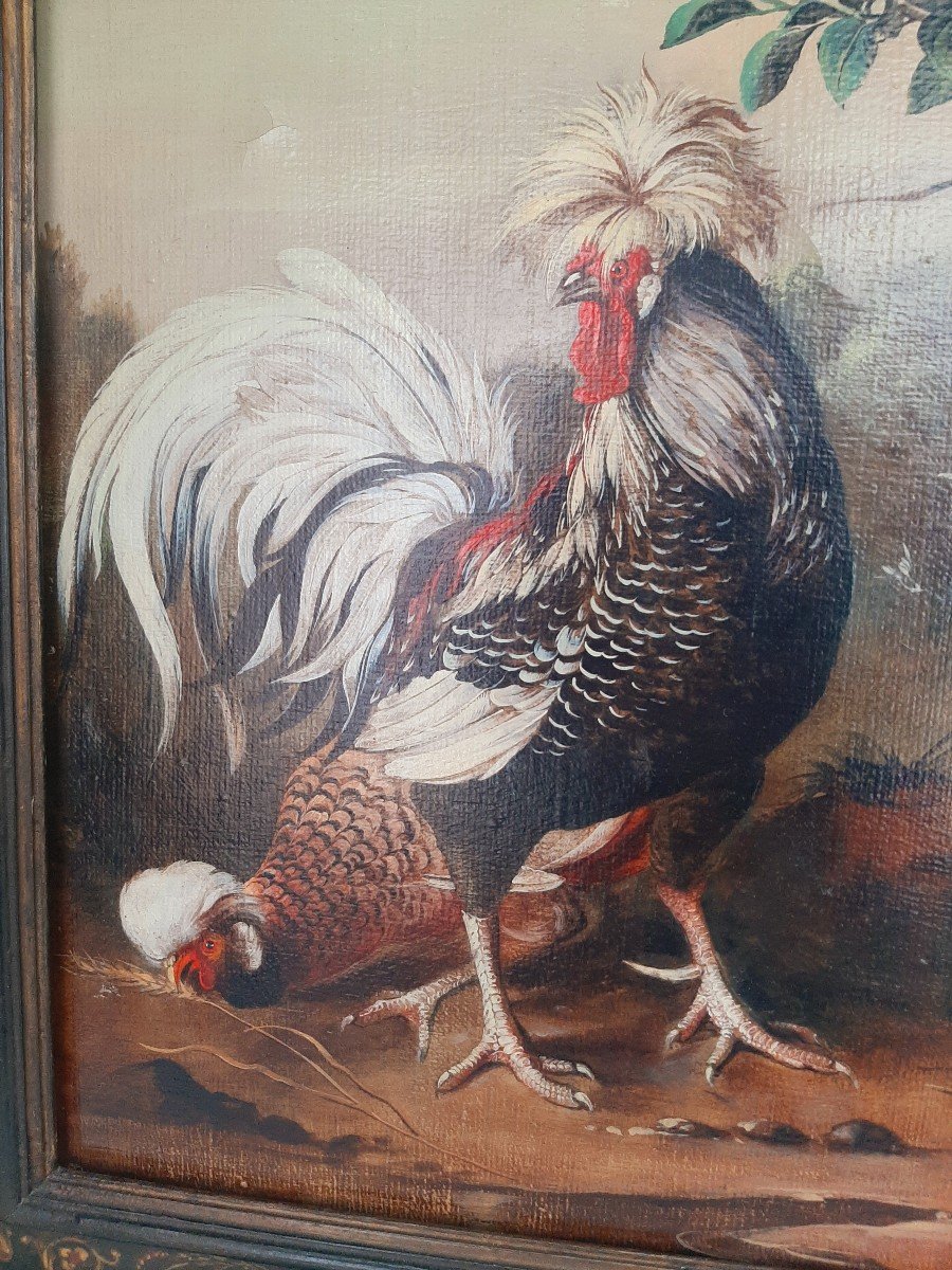 COQ POULE ET POUSSINS PAR ALBERTO ROSSI-photo-2
