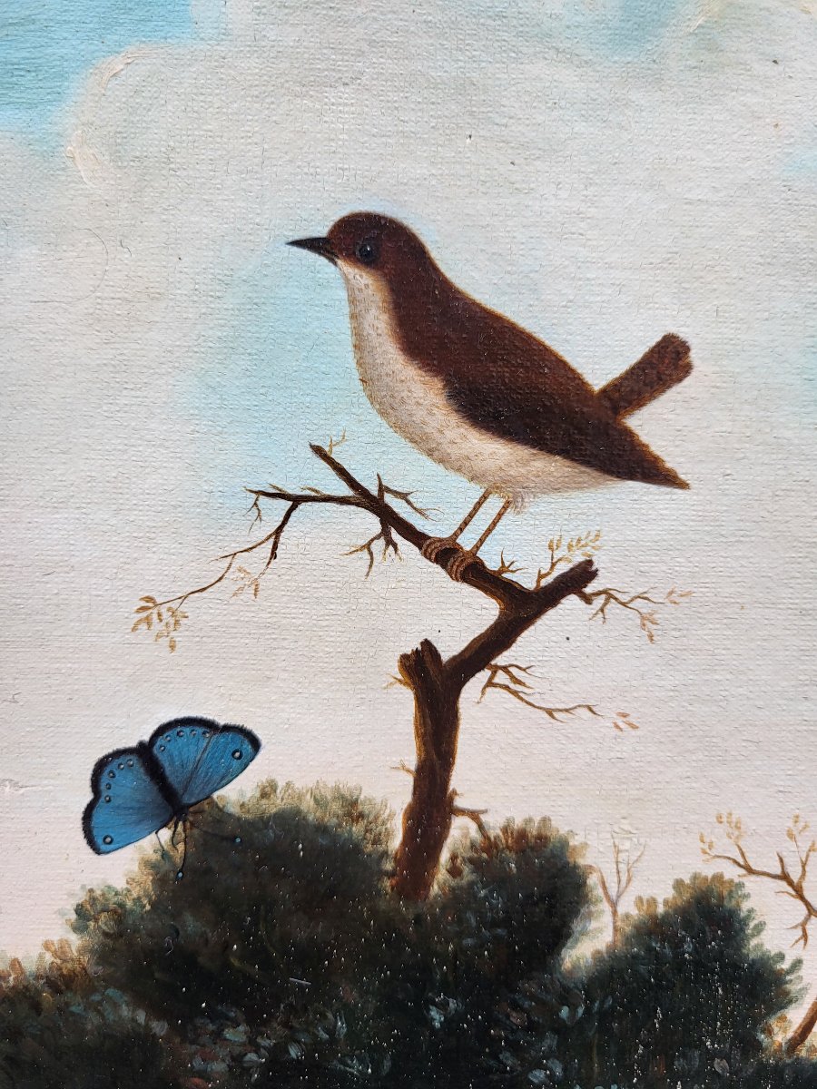 Oil Paintings On Canvas, Birds, Insects, And Butterflies By P. Neumann-photo-1