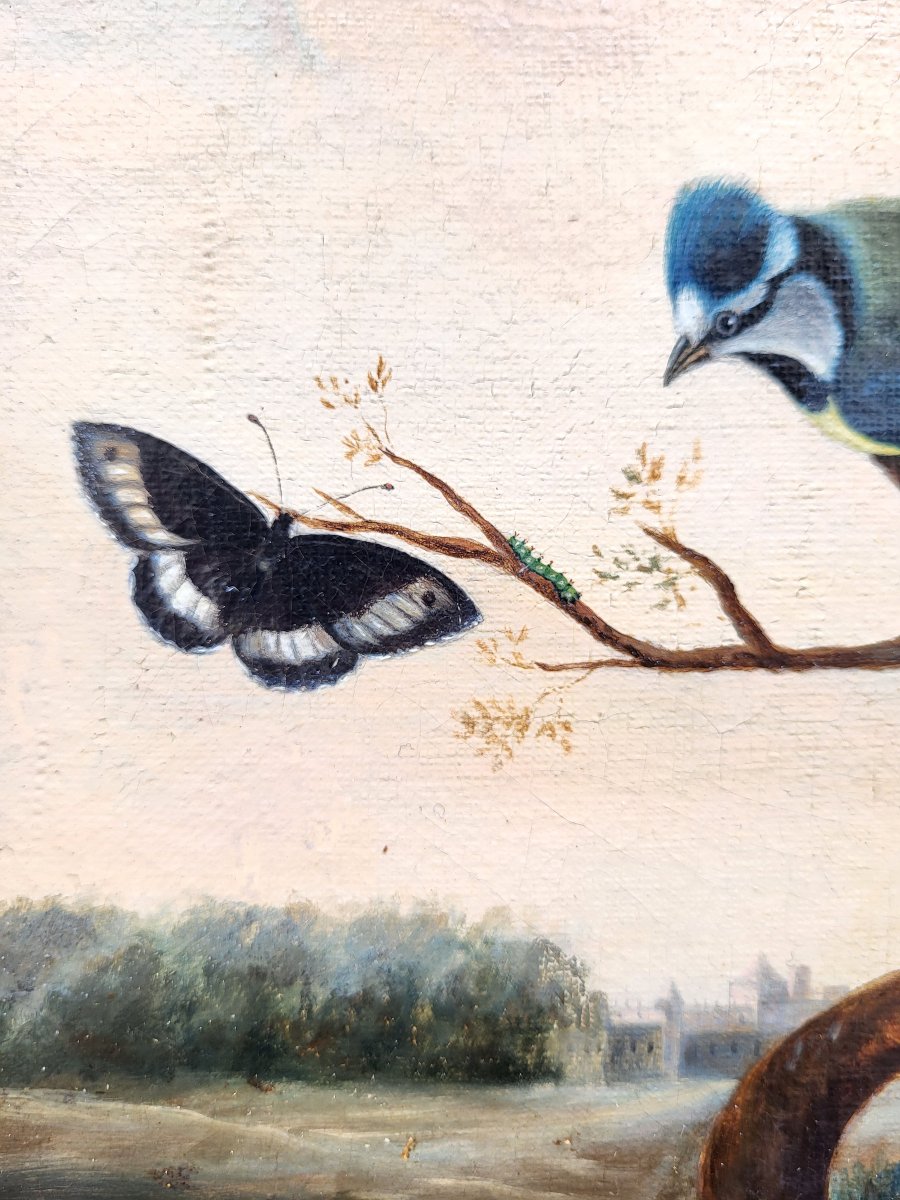 Oil Paintings On Canvas, Birds, Insects, And Butterflies By P. Neumann-photo-5