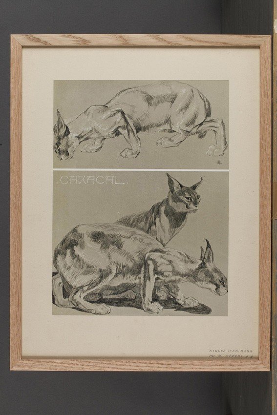 Caracal, Gravure - Mathurin Méheut (1882-1958)