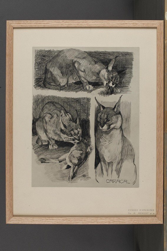 Caracal, Gravure - Mathurin Méheut (1882-1958)