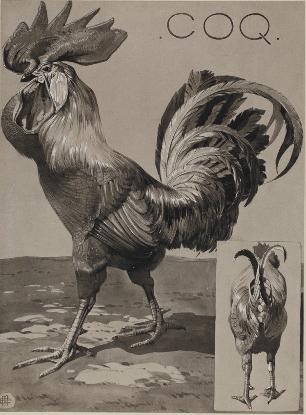 Coq, Gravure - Mathurin Méheut (1882-1958)-photo-2
