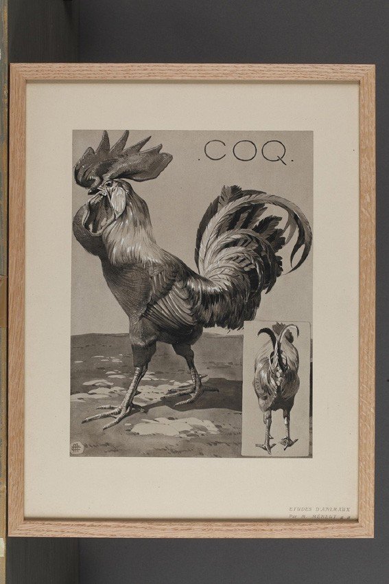 Coq, Gravure - Mathurin Méheut (1882-1958)