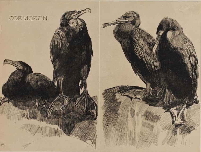 Cormorant, Engraving - Mathurin Méheut (1882-1958)-photo-2