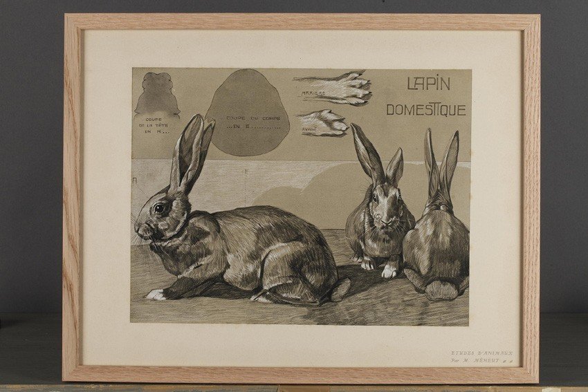 Lapin, Gravure - Mathurin Méheut (1882-1958)