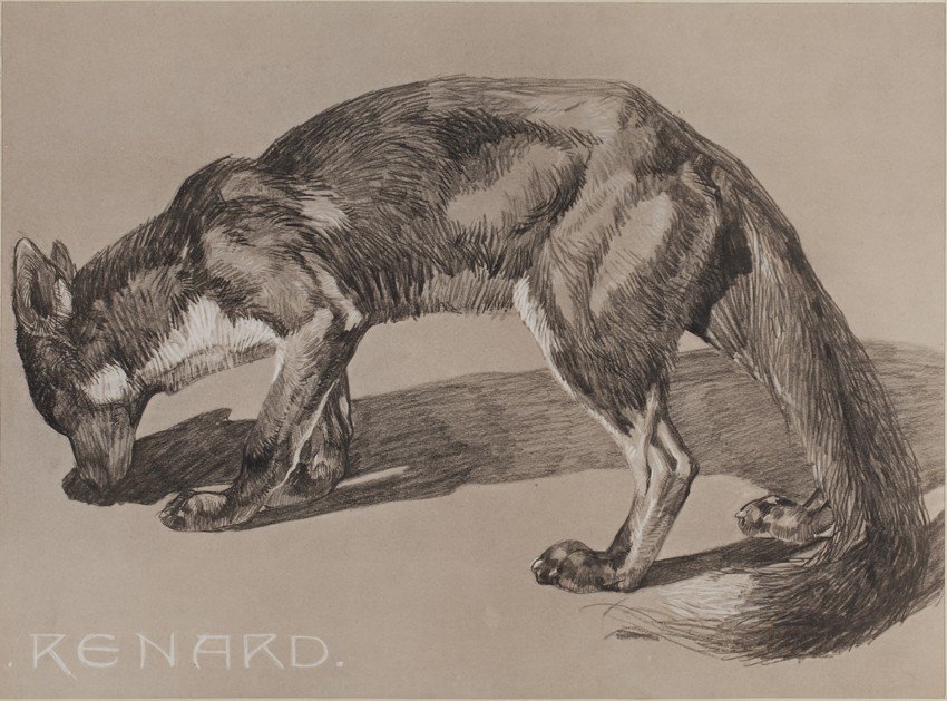 Renard, Gravure - Mathurin Méheut (1882-1958)-photo-2