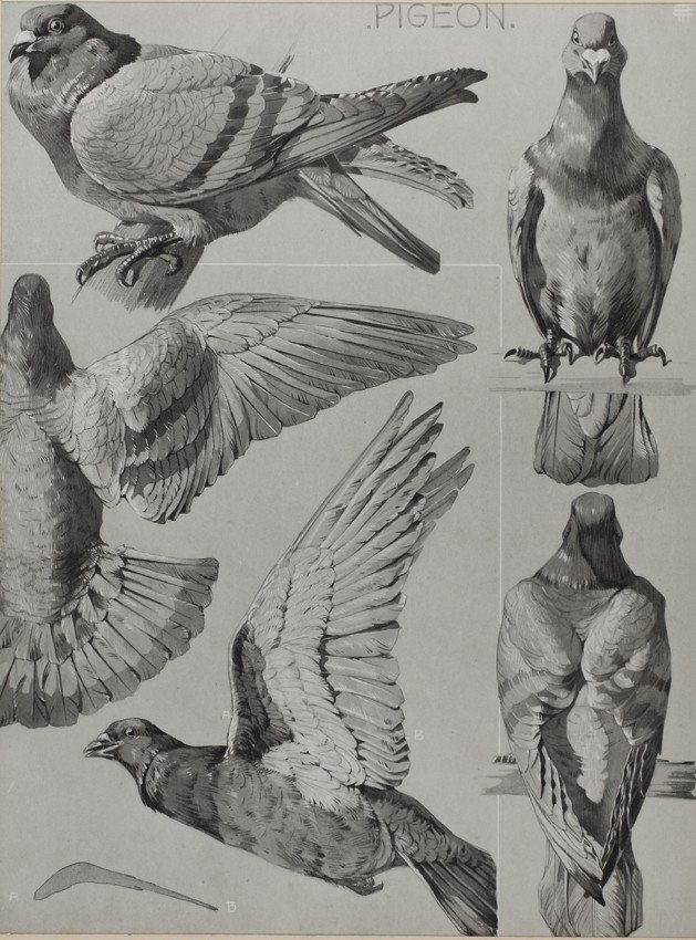 Pigeon, Gravure - Mathurin Méheut (1882-1958)-photo-2