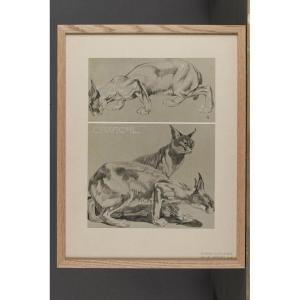 Caracal, Gravure - Mathurin Méheut (1882-1958)