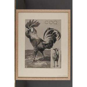 Coq, Gravure - Mathurin Méheut (1882-1958)