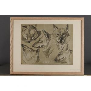 Loup, Gravure - Mathurin Méheut (1882-1958)