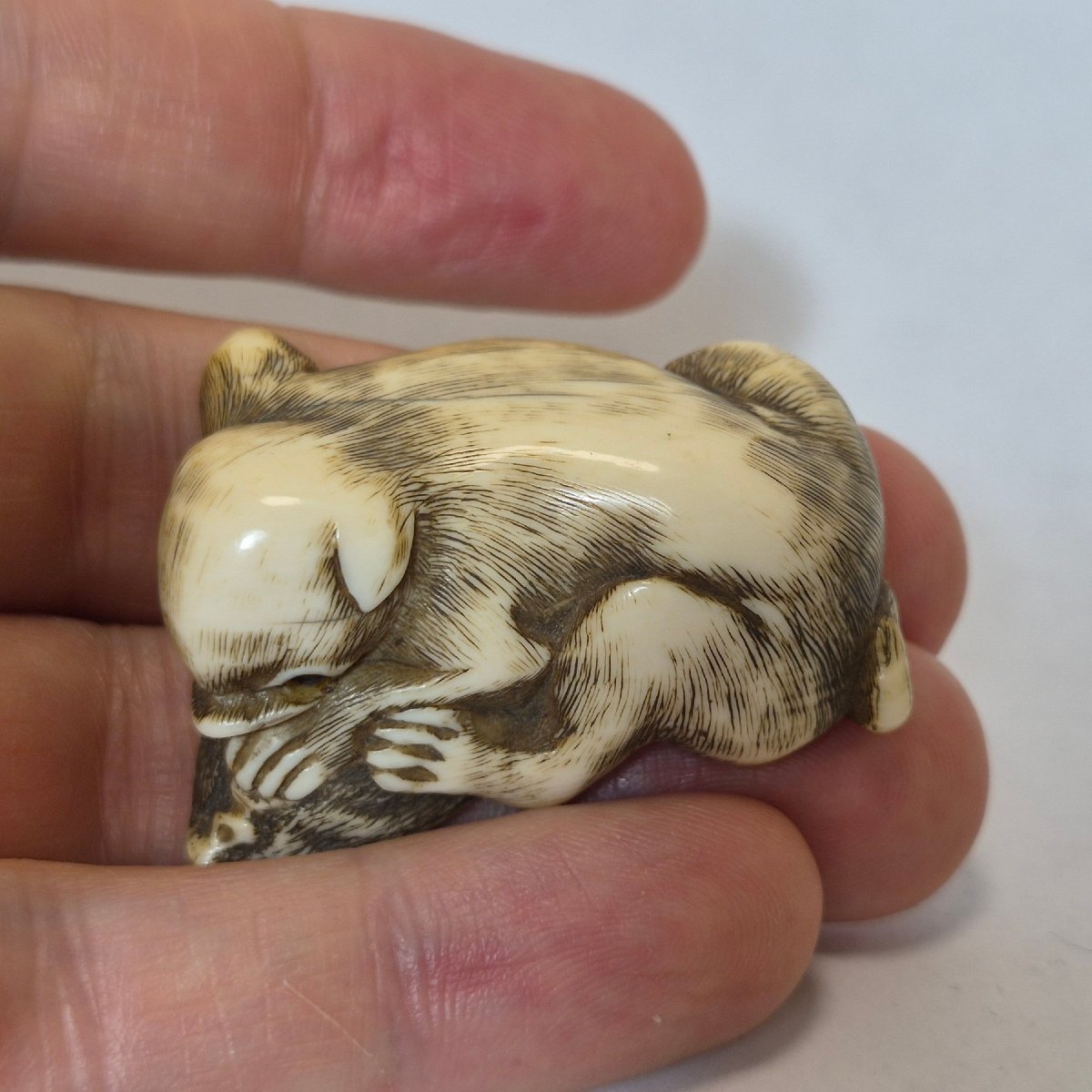 Netsuke  En Ivoire -photo-5