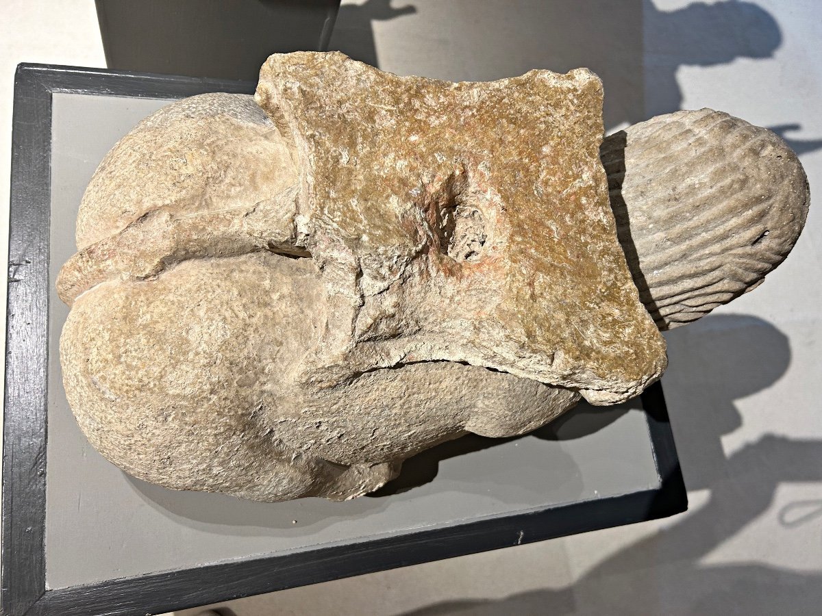 Stylophore Sea Lion In Gray Peperino, XIth-xiith Century-photo-2