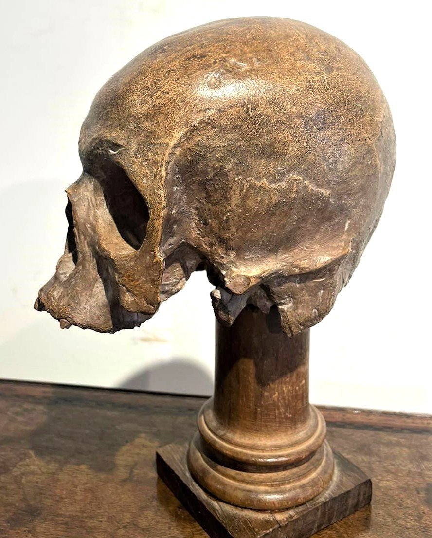 Terracotta Skull - 16th-century Vanitas Or Memento Mori.-photo-4
