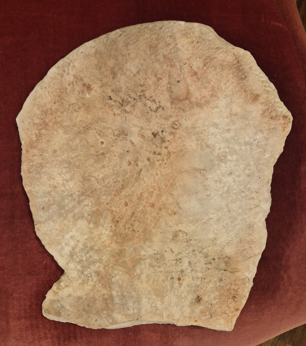 Medallion With Profile Of Emperor Titus, Marble Rome XVIIIth Century Grand Tour-photo-3