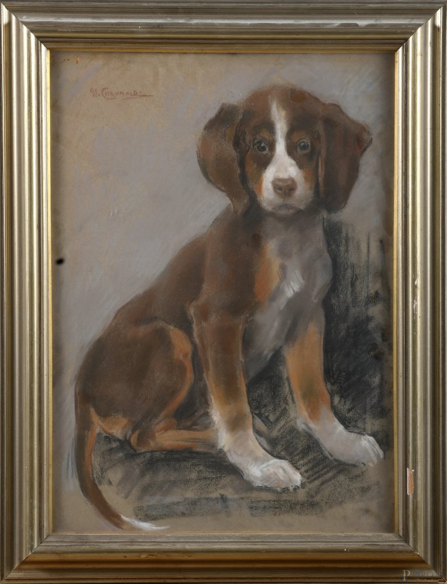 portrait d'un chiot, Tableau, par U Coromaldi , Italie debut XXe Siècle 