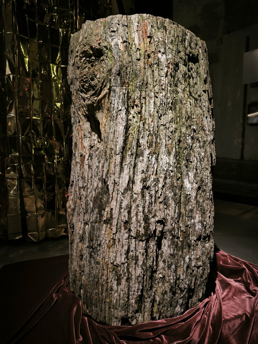 Grand tronc fossile-photo-3