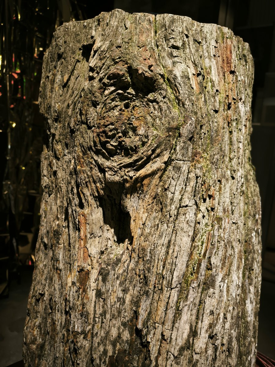 Grand tronc fossile-photo-4