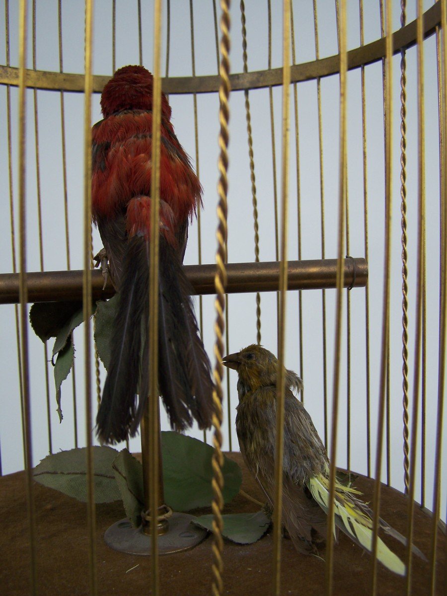 Brass Singing Bird Cage With 2 Birds By Bontems (paris)(original)-photo-3