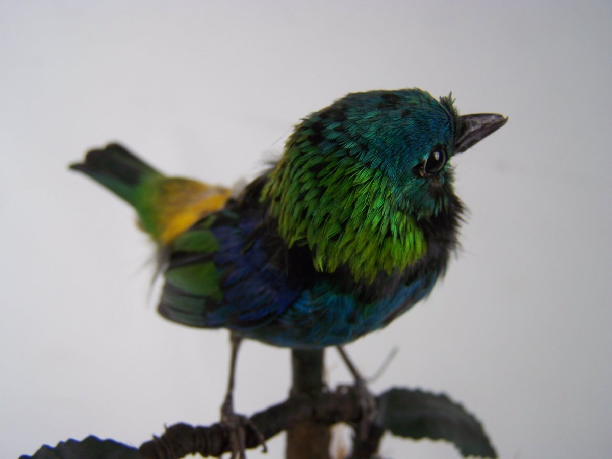 Jardinière à oiseau chanteur par Bontems (porcelaine)-photo-5
