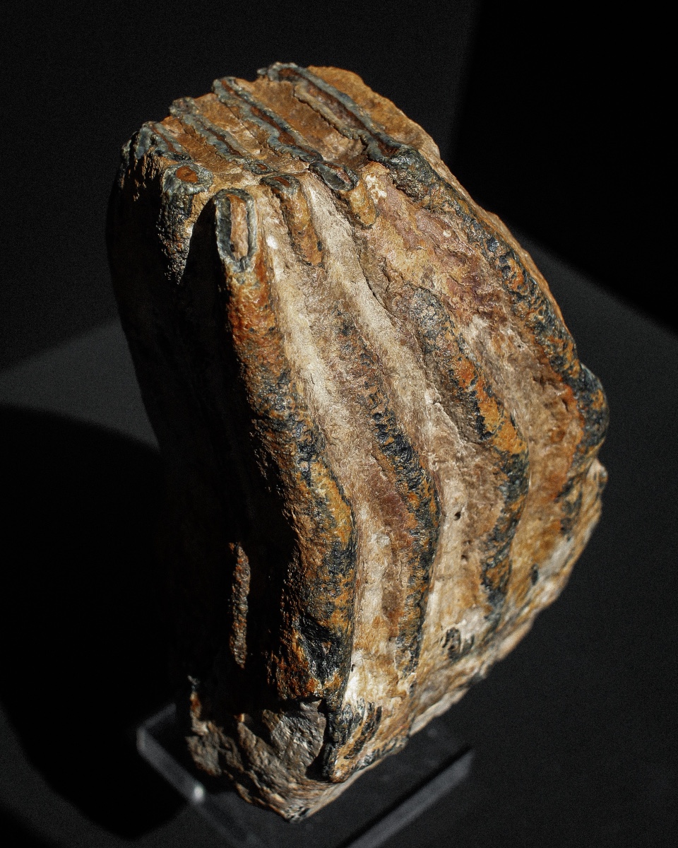 Woolly Mammoth Tooth On Stand-photo-2